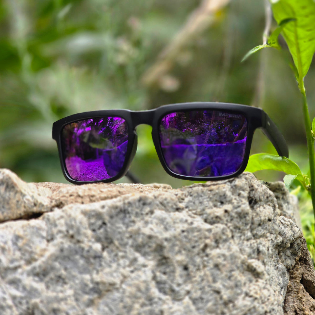 PURPLE POLAR
